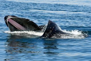 Humpback whale performing gaping behavior with mouth open at the ocean surface.