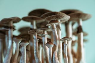 Group of psilocybin mushrooms