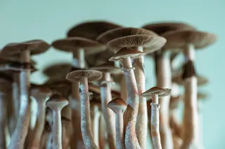 Group of psilocybin mushrooms