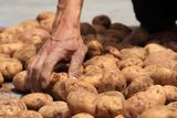 Potatoes May Have Given Some Andean Populations a Genetic Advantage 6,000 to 10,000 Years Ago
