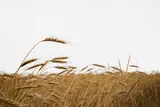 wheat blowing in a wheat field 