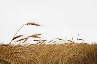 wheat blowing in a wheat field 