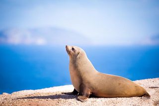 Australian fur seal sunning on a rock 