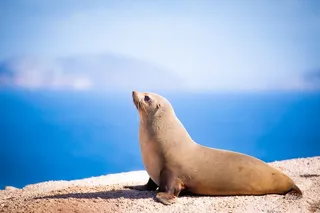 Australian fur seal sunning on a rock