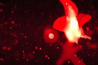 Rare footage of a fish swimming in the Arctic seafloor 