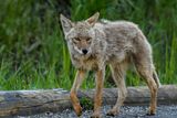 Why a Daring Coyote May Have Swum Two Miles to Reach Alcatraz Island