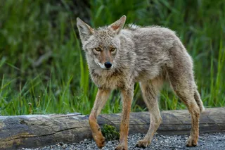 Coyote in a green field 