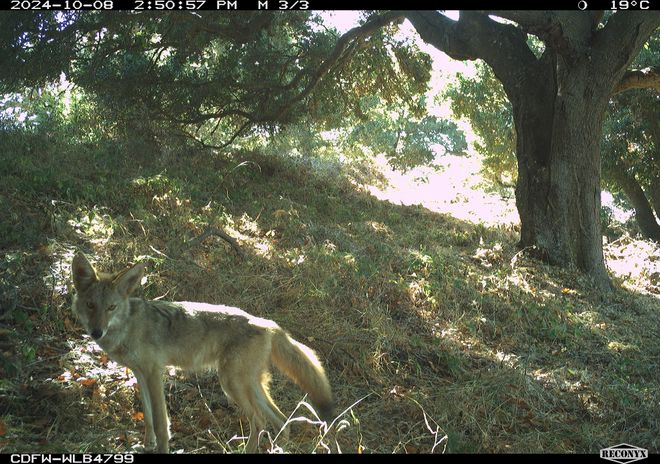 Coyote under a tree at Angel Island National Park 