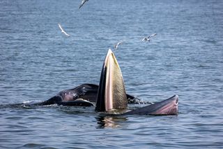 Bryde's whale gaping mouth with seagulls flying nearby