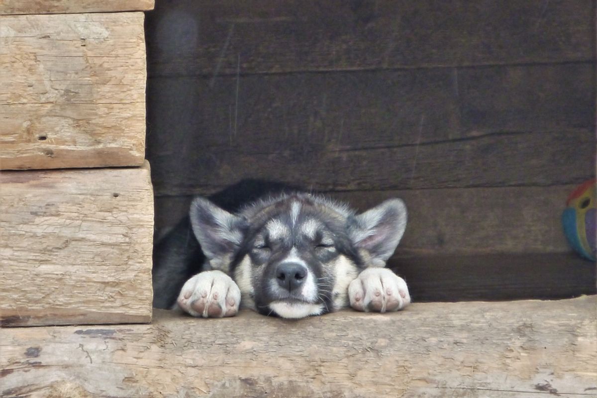 Denali's Puppy Cam Shows Adorable Sled Dog Puppies — How Do They Become ...