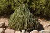 Euphorbia resinifera succulent growing in a desert garden, the cactus-like plant that produces resiniferatoxin, one of the hottest naturally occurring compounds on Earth.