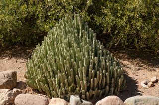 Euphorbia resinifera succulent growing in a desert garden, the cactus-like plant that produces resiniferatoxin, one of the hottest naturally occurring compounds on Earth.