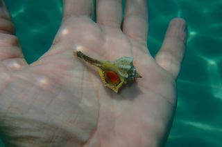 Shell being held in hand underwater