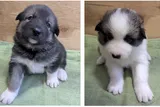 National Park Service puppy litter for Denali sled dogs