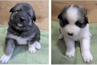 National Park Service puppy litter for Denali sled dogs