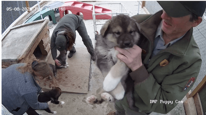 Denali National Park Service puppy cam
