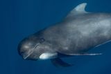 Pilot Whales Have to &ldquo;Yell&rdquo; to Be Heard Over Ships in the Strait of Gibraltar