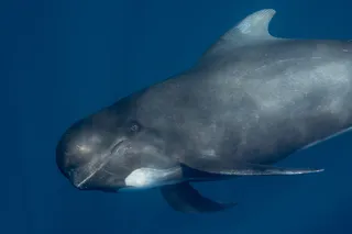 pilot whale in the ocean 