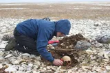 Anthropologist excavates the skeletal remains of a Franklin expedition sailor at Erebus Bay in the Canadian Arctic during research into the HMS Erebus and HMS Terror crews.