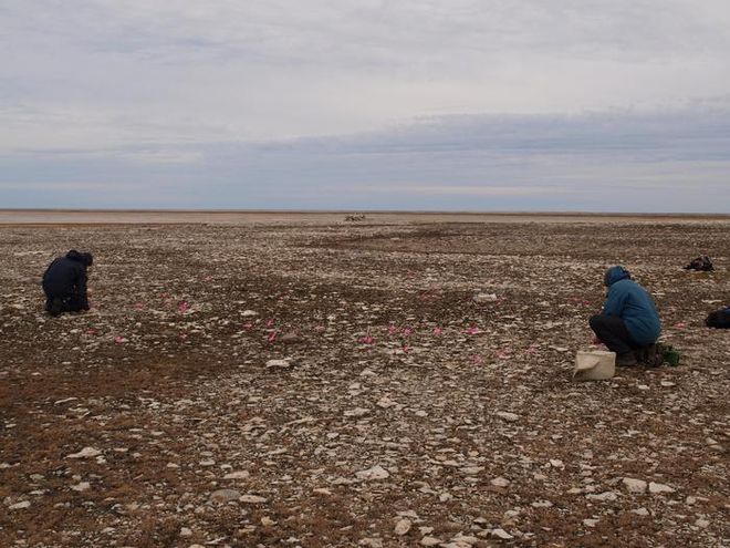 Researchers map surface artifacts at the NgLj-2 archaeological site in Erebus Bay, where members of the Franklin Expedition died after abandoning HMS Erebus and HMS Terror in the Arctic.