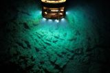 Giant Squids, Pygmy Sperm Whales, and Other Rare Species Detected in Australia's Deep-Sea Canyons