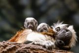 Rare Birth of Cotton-Top Tamarin Monkey Twins Is a Conservation Win at the Lake Superior Zoo in Minnesota