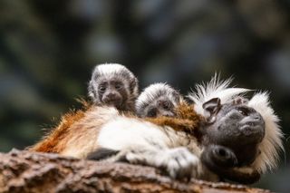 cotton top tamarin twin on mothers back