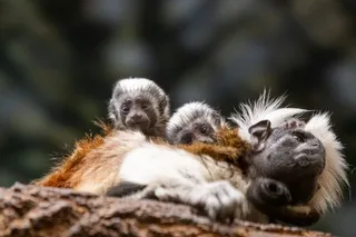 cotton top tamarin twin on mothers back 