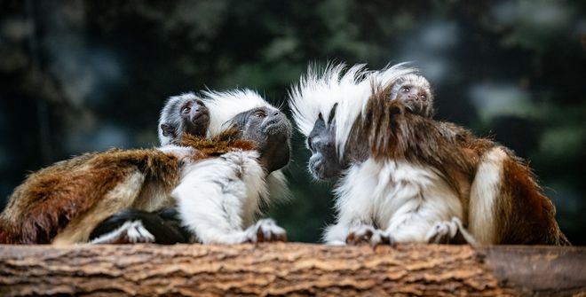 スペリオル湖動物園のワタタマリン サル