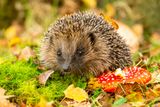 Northern Ireland&rsquo;s Hedgehogs Are Wearing Mini GPS Backpacks To Help Species Conservation&nbsp;