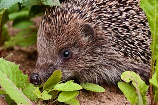 Wild hedgehog in nature