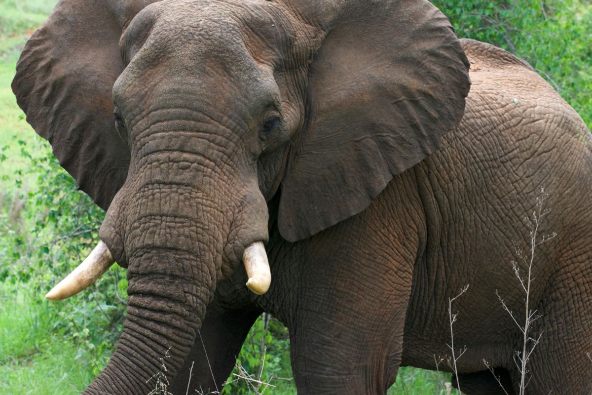 Ghost Elephants in Angola Are a Living Genetic Mystery — DNA from Their ...