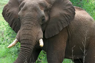 African Elephant 