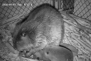Mother beaver and babies 