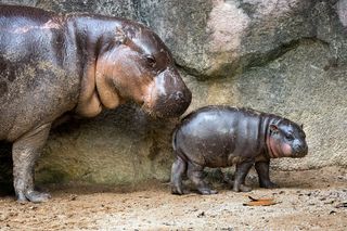 Baby pygmy hippo at a zoo