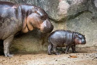 Baby pygmy hippo at a zoo