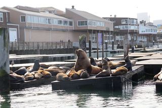 Chonkers the sea lion on a pier 