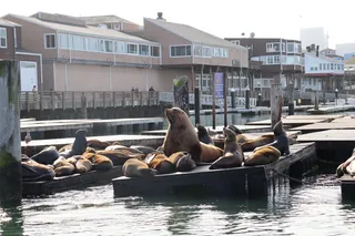 Chonkers the sea lion on a pier 