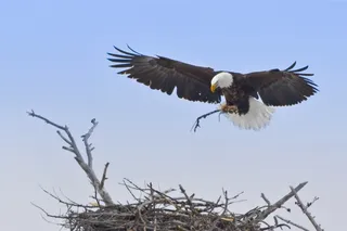 bald eagle building a nest 