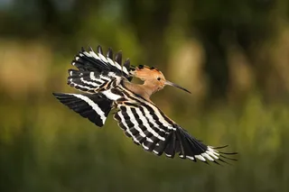 Hoopoe bird flying 