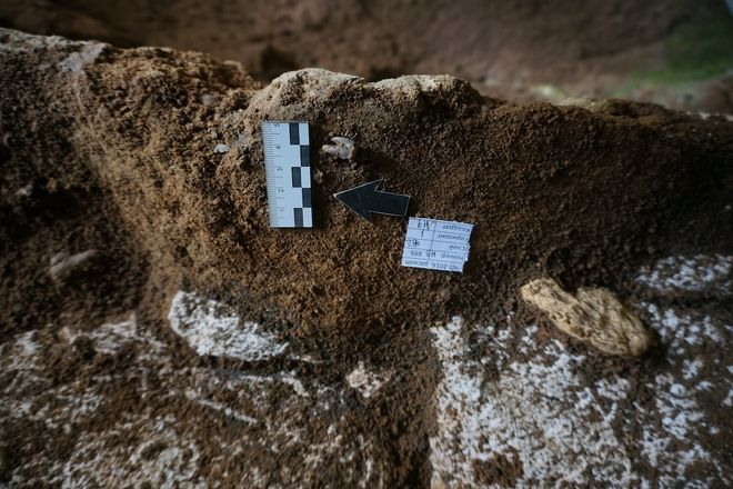Dental discovery in the Chagyrscaya cave, Neanderthal tooth Dental discovery in the Chagyrscaya cave, Neanderthal tooth