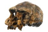 Ancient Tooth Proteins Reveal Possible Link Between <em>Homo erectus</em>, Denisovans, and Modern Humans
