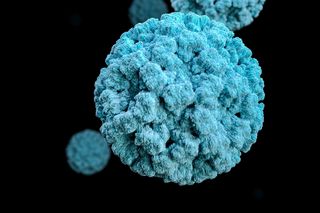 parvovirus