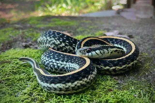 A striped garter snake coiled on mossy ground outdoors, similar to the species involved in a viral Montana home snake infestation story.