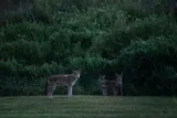 three red wolves 