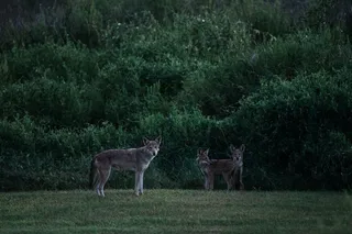 three red wolves