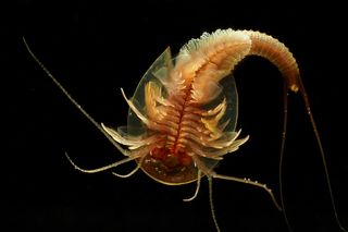 Triops longicaudatus