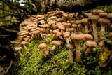 Cluster Of Armillaria Ostoyae Mushrooms 