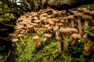 Cluster Of Armillaria Ostoyae Mushrooms 