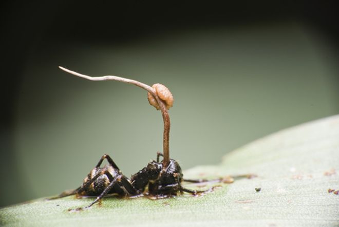 Ant with a cordyceps mushroom Ant with a cordyceps mushroom